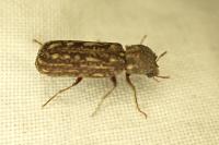 Lichenophanes varius