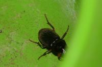Pseudoophonus rufipes