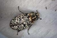 Polyphylla fullo