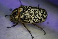 Polyphylla fullo