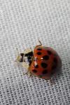 Harmonia axyridis