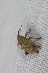 Curculio glandium