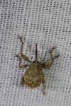 Curculio glandium