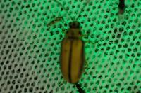 Xanthogaleruca luteola