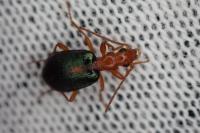 Brachinus sclopeta