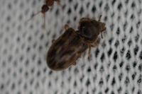 Heterocerus fenestratus