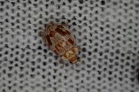 Myrrha octodecimguttata