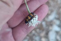 Mylabris variabilis