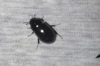 Hydrochara caraboides
