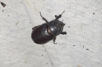 Oryctes nasicornis