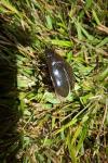 Hydrophilus