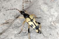 Rutpela maculata