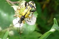 Rutpela maculata