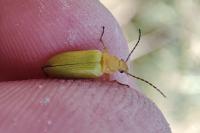 Cteniopus sulphureus