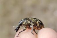 Larinus turbinatus