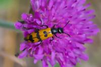 Mylabris connata