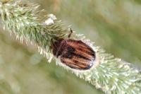 Anisoplia villosa