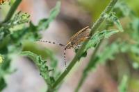 Agapanthia dahli