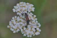 Stenurella melanura