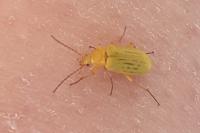 Cteniopus sulphureus
