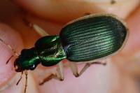 Chlaenius velutinus