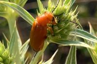 Zonitis flava