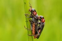 Cantharis fusca