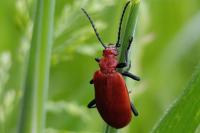 Pyrochroa serraticornis
