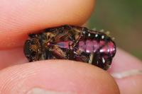 Cetonia aurata