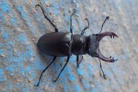 Lucanus cervus
