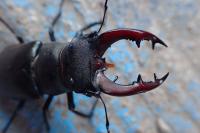 Lucanus cervus