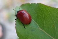 Chrysomela populi