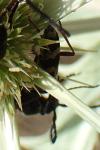 Chlorophorus trifasciatus
