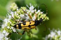 Rutpela maculata