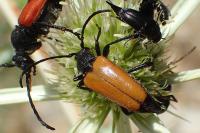 Stictoleptura fulva