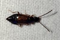 Anthophagus