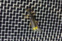 Malthodes