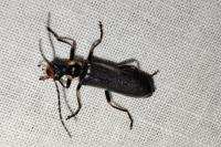 Podabrus alpinus
