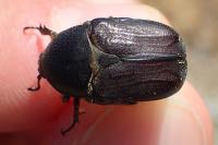 Netocia oblonga