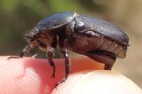 Netocia oblonga