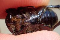 Netocia oblonga