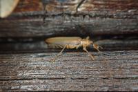 Oedemera femoralis