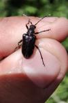 Brachyta interrogationis