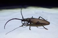 Aegosoma scabricorne