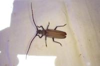 Aegosoma scabricorne