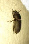 Dorcus parallelipipedus