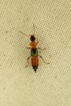 Paederus littoralis
