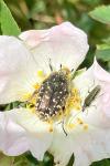 Oxythyrea funesta