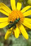 Oedemera nobilis