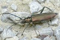 Aromia moschata